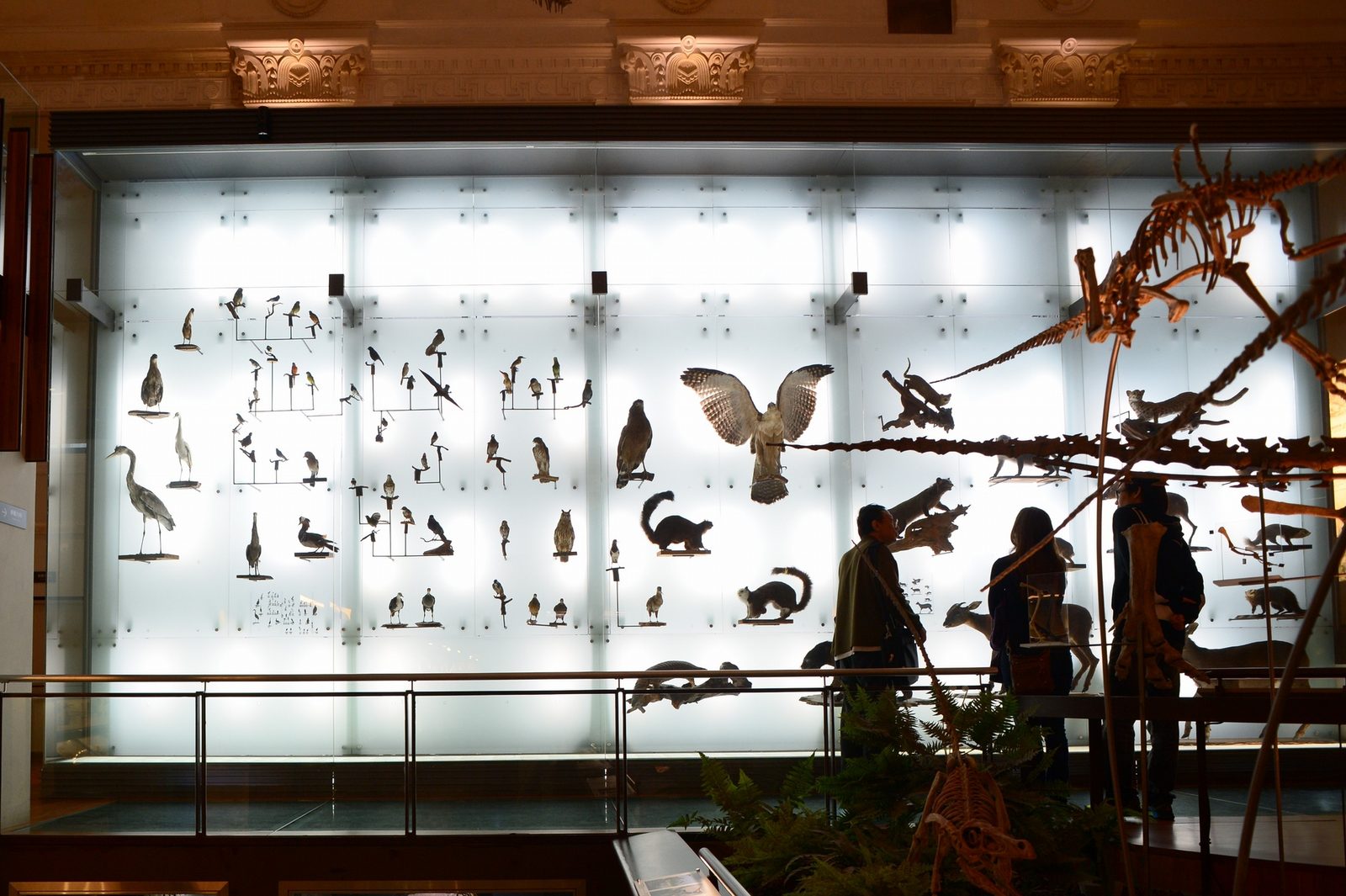 藍訊科技執行 國立臺灣博物館 生物光牆展示區 MR混合實境定位觸控導覽