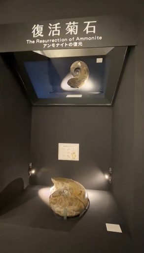 藍訊科技執行 國立臺灣博物館多媒體互動-可觸摸的復活菊石 透明顯示器三葉蟲3D動畫