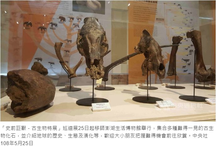 藍訊科技執行 史前巨獸古生物化石 澎湖首展驚奇_與化石先生攜手合作