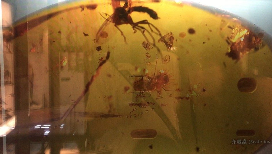 藍訊科技執行 國立臺灣博物館【透明顯示器 x 琥珀高倍率顯微圖像】 超越顯微鏡的視覺互動體驗