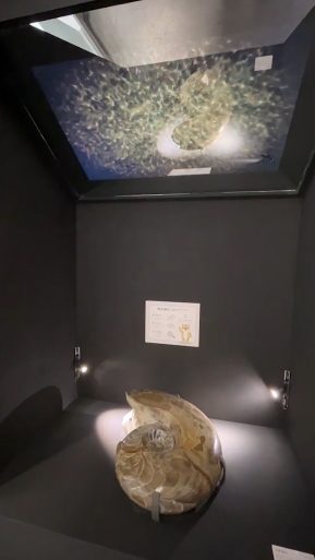 藍訊科技執行 國立臺灣博物館多媒體互動-可觸摸的復活菊石 透明顯示器三葉蟲3D動畫