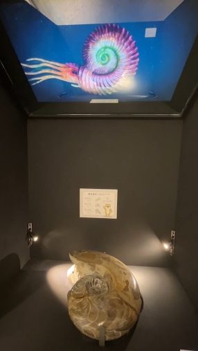 藍訊科技執行 國立臺灣博物館多媒體互動-可觸摸的復活菊石 透明顯示器三葉蟲3D動畫