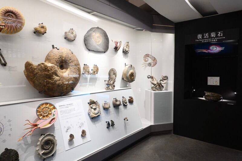 Newtalk新聞報導 恐龍添新夥伴 台博館古生物館更新後重新開館(藍訊科技執行多媒體互動裝置)