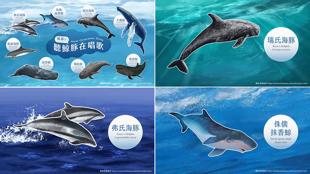 藍訊科技助力宜蘭蘭陽博物館-「鯨靈•淨零」特展，以多媒體互動遊戲點亮鯨豚與淨零未來！